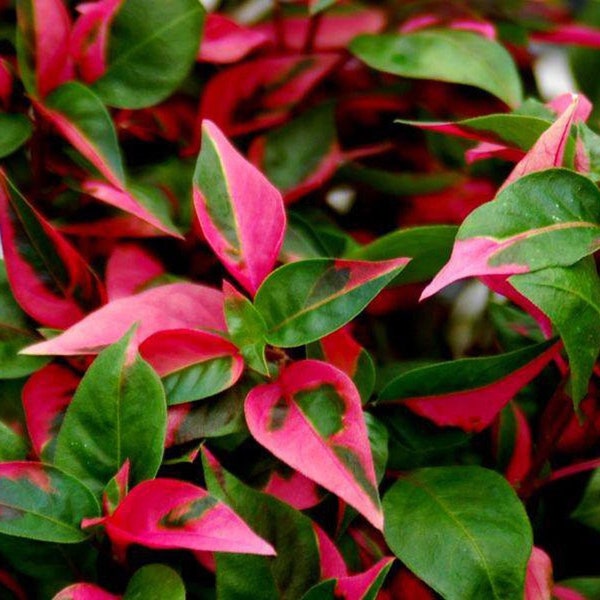 Alternanthera party time Starter Plant (ALL STARTER PLANTS require you to purchase 2 plants!)