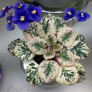 Grape treat African violet Starter Plant (ALL STARTER PLANTS require you to purchase 2 plants!)