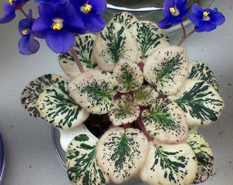 Grape treat African violet Starter Plant (ALL STARTER PLANTS require you to purchase 2 plants!)