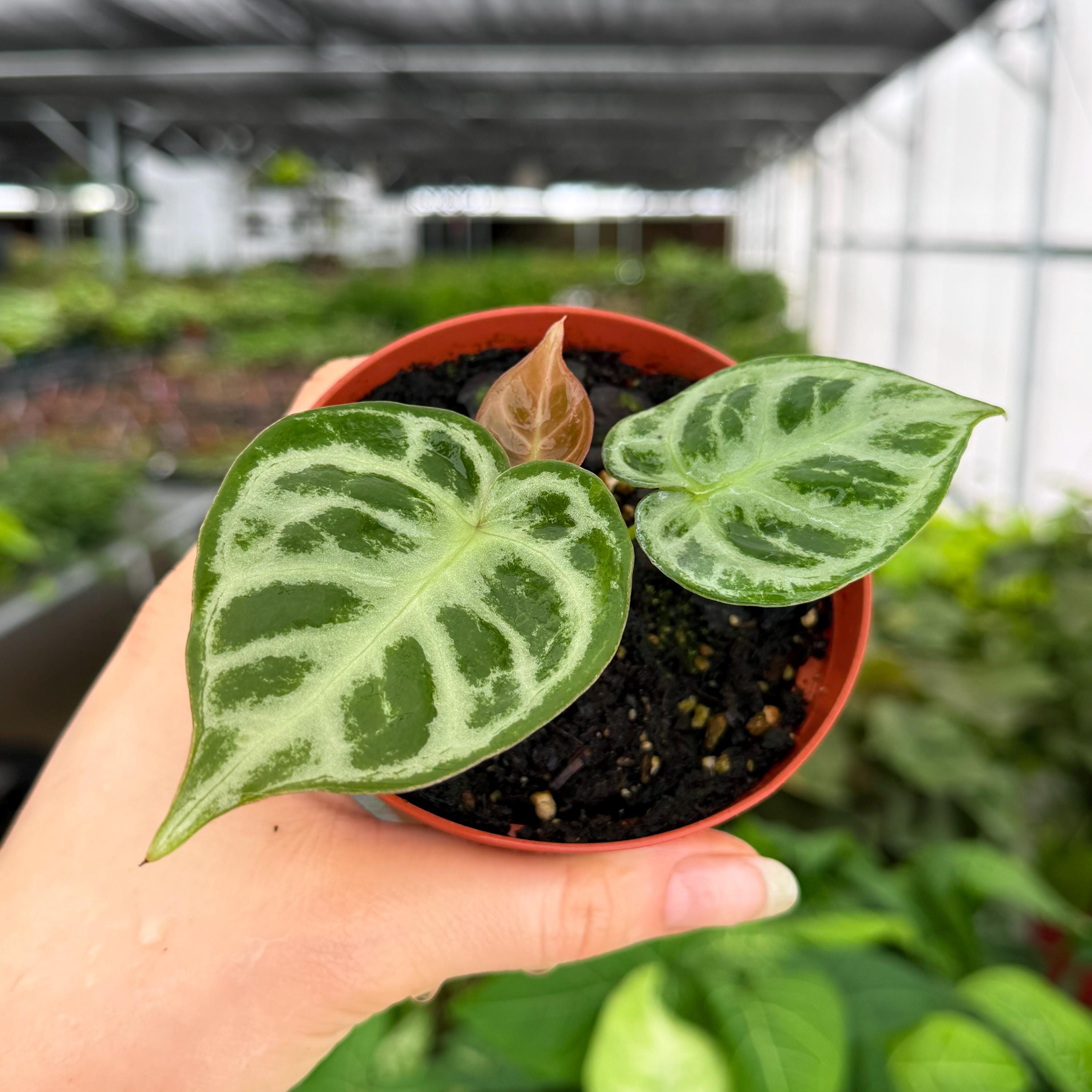 アンスリウム　シルバータイガー　（鉢ごと発送） Exact Plant Anthurium Silver Tiger X Silver Blush Specific 4” Pot