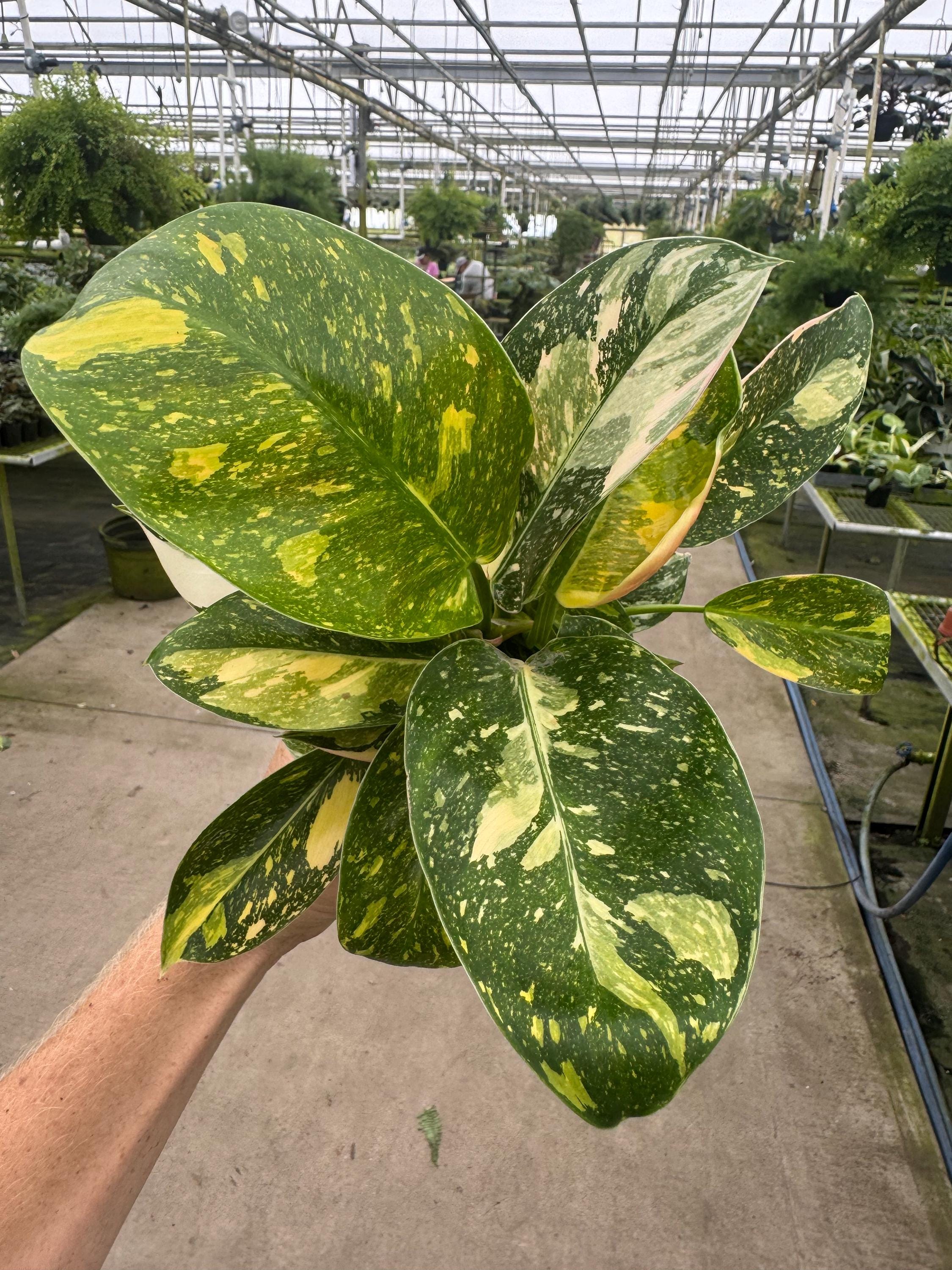 Philodendron Variegated Green Congo Nuclear 4” Pot (ALL PLANTS