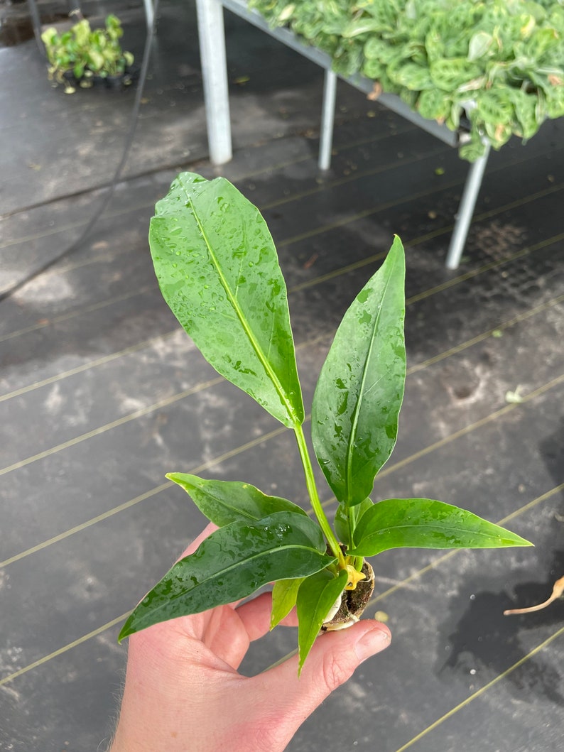 Anthurium Jungle Bush Starter Plant ALL STARTER PLANTS Etsy