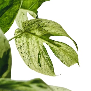 May include: Close-up of a variegated Monstera leaf with a split leaf design. The leaf is a vibrant green with irregular patches of creamy white, creating a speckled pattern. The background is plain white, highlighting the leaf's texture and color variations.
