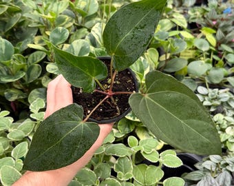 Anthurium Silver Tiger X Red Crystallinum X Dorayaki Hybrid Plant