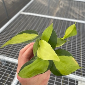 May include: A close-up of a houseplant with variegated leaves. The leaves are a mix of green and yellow, with darker green edges. The plant is held in a person's hand, showcasing the vibrant colours and textures of the foliage. The plant is a houseplant.