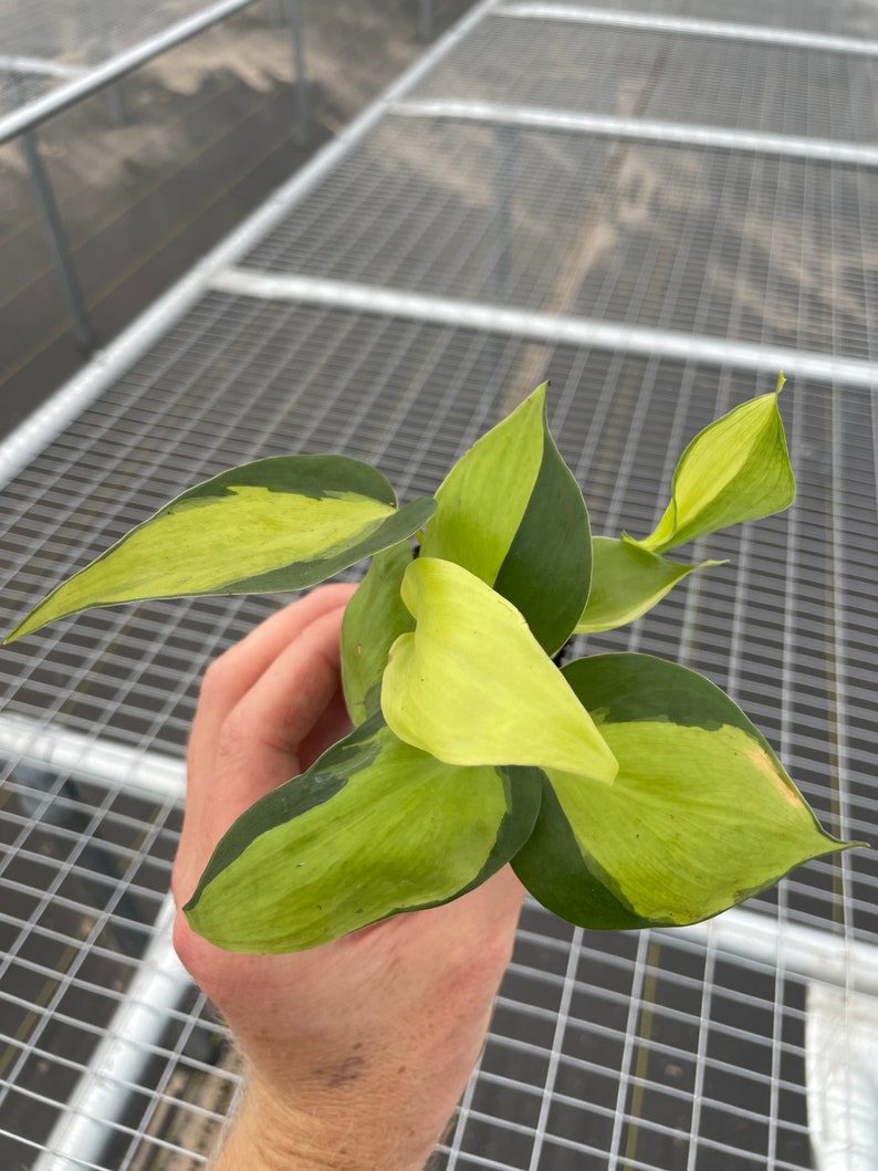 May include: A close-up of a houseplant with variegated leaves. The leaves are a mix of green and yellow, with darker green edges. The plant is held in a person's hand, showcasing the vibrant colours and textures of the foliage. The plant is a houseplant.