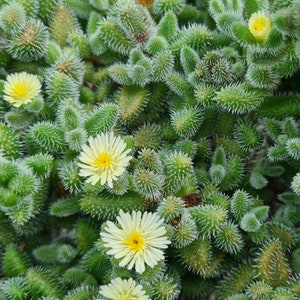 May include: Close-up of a green succulent plant with small yellow flowers. The plant has spiky leaves and a fuzzy texture.