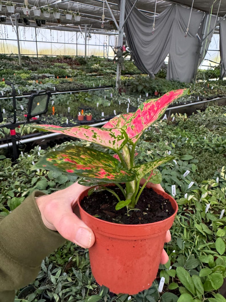 TheGreenEscape Aglaonema Beauty