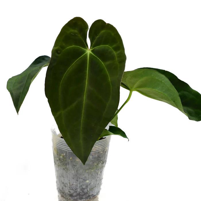 Anthurium \