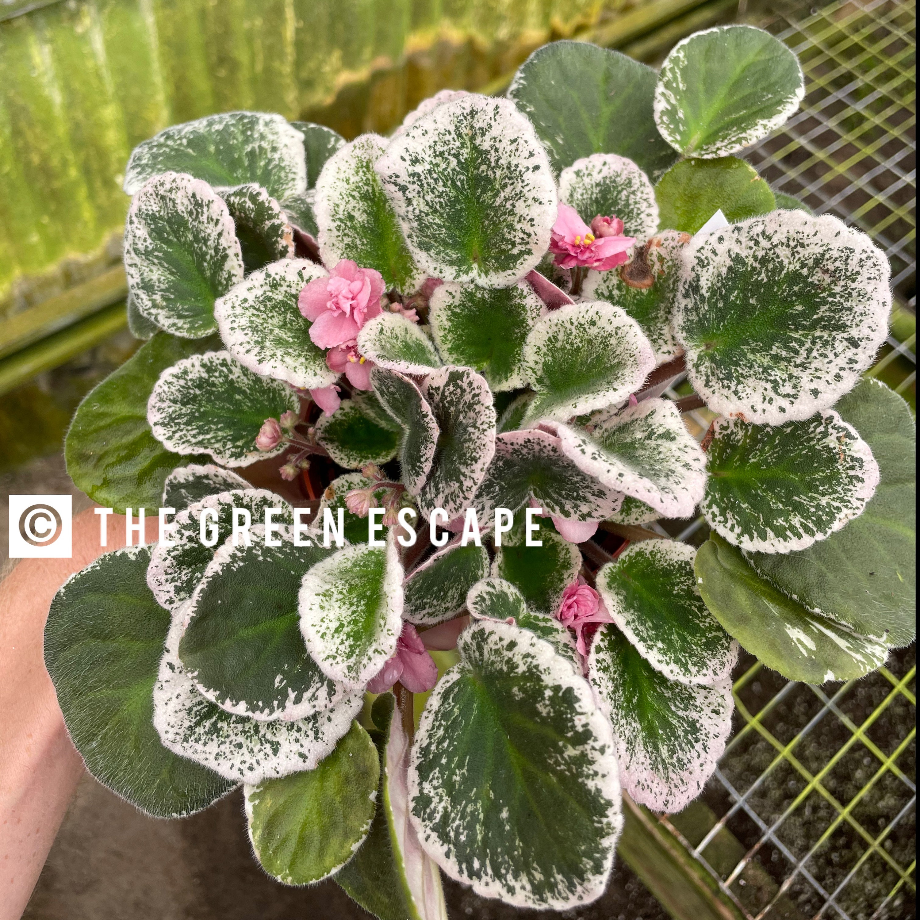 Playful Kisses African Violet Starter Plant (ALL Starter PLANTS