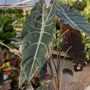 Alocasia Chantrieri Starter Plant (ALL STARTER PLANTS require you to purchase 2 plants!)