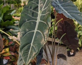 Alocasia (Cuprea x Sanderiana) Chantrieri Starter Plant (ALL STARTER PLANTS require you to purchase 2 plants!)
