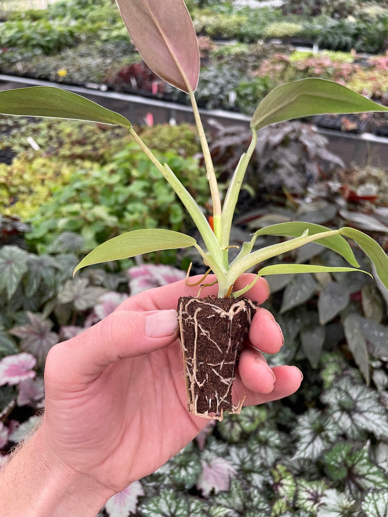 TheGreenEscape Philodendron Mexicanum Plant - Thumbnail 5