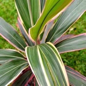 Cordyline Pink Diamond Starter Plant (ALL STARTER PLANTS require you to purchase 2 plants!)