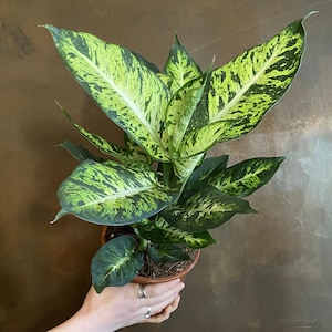 May include: A potted green and white variegated plant with large, oval leaves. The plant is in a brown pot and is sitting on a brown surface.