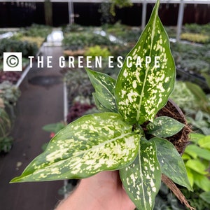 Aglaonema brevispathum 4” pot (ALL PLANTS require you to purchase 2 plants!)