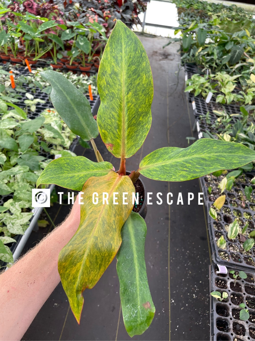 Philodendron Orange Marmalade Starter Plant ALL STARTER Etsy