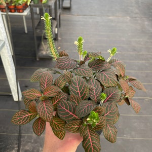 Red fittonia nerve plant 4 pot ALL PLANTS require you to purchase 2 plants image 6