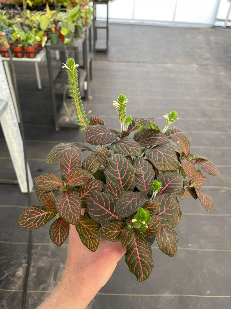 Red fittonia nerve plant 4 pot ALL PLANTS require you to purchase 2 plants image 6