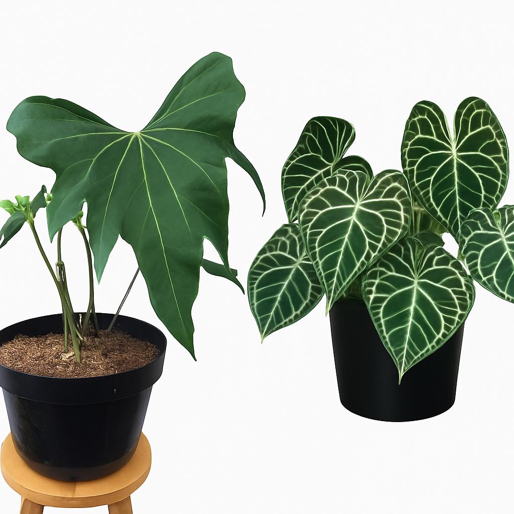 Seed grown Anthurium macrolobium x clarinervium Starter Plant (ALL