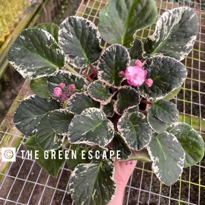 Cabbage patch African violet starter plant (ALL Starter PLANTS require you to purchase 2 plants!)