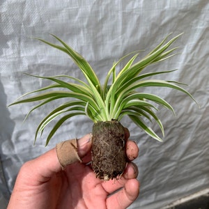 Spider Plant Chlorophytum Zebrina Starter Plant ALL STARTER PLANTS require you to purchase 2 plants image 4