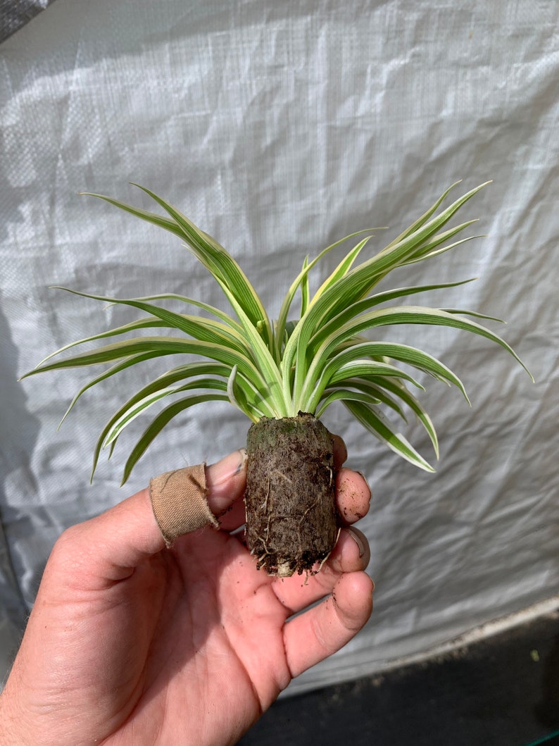 Spider Plant Chlorophytum Zebrina Starter Plant ALL STARTER PLANTS require you to purchase 2 plants image 4