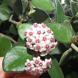 hoya nummularioides starter Plant (ALL STARTER PLANTS require you to purchase 2 plants!)