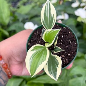 May include: A small potted plant with green and cream-colored leaves. The leaves have a variegated pattern, with a creamy white edge and a green center. The plant is in a small green plastic pot filled with dark soil. The background is blurred, showing other plants.