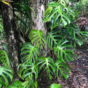Monstera sierrana Starter Plant (ALL STARTER PLANTS require you to