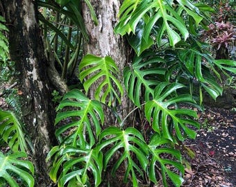Monstera Deliciosa Var. Sierrana - Etsy