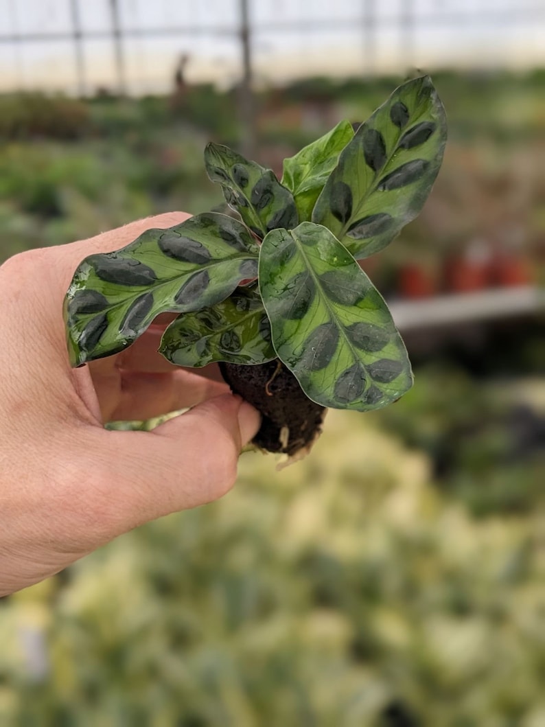TheGreenEscape Calathea lancifolia Rattlesnake Plant - Thumbnail 4