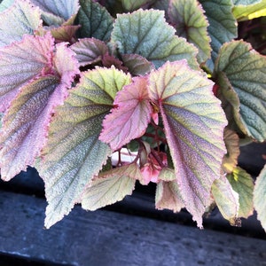 Begonia Sinbad pink Starter Plant (ALL STARTER PLANTS require you to purchase 2 plants!)