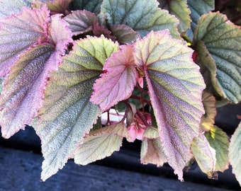 Begonia Sinbad pink Starter Plant (ALL STARTER PLANTS require you to purchase 2 plants!)