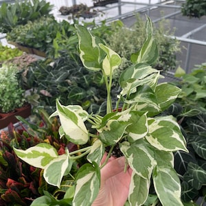pothos N’Joy 4” pot (ALL PLANTS require you to purchase 2 plants!)