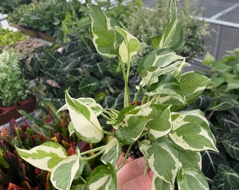 pothos N’Joy 4” pot (ALL PLANTS require you to purchase 2 plants!)