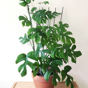 Monstera Minima Raphidaphora Tetrasperma Starter Plant (ALL STARTER PLANTS require you to purchase 2 plants!)