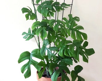Monstera Minima Raphidaphora Tetrasperma Starter Plant (ALL STARTER PLANTS require you to purchase 2 plants!)