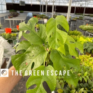 May include: A close-up of a vibrant green Monstera plant with large, uniquely shaped leaves. The leaves have natural holes and are covered in water droplets. The plant is held in a greenhouse setting, with the text "THE GREEN ESCAPE" visible.