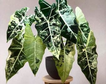 Alocasia variegated frydek Starter Plant (ALL STARTER PLANTS require you to purchase 2 plants!)