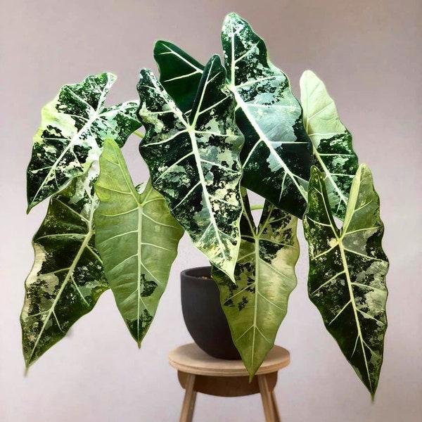 Alocasia variegated frydek Starter Plant (ALL STARTER PLANTS require you to purchase 2 plants!)