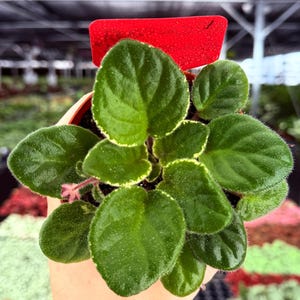 May include: A potted African violet plant with dark green, velvety leaves edged in cream. The plant is in a brown pot, and a red tag is visible. The plant is held in a hand, with a blurred background of other plants.