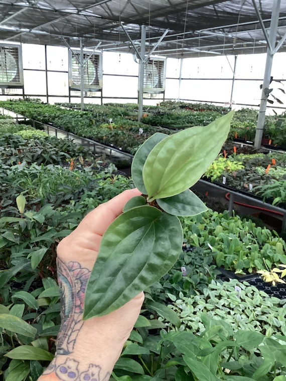 Anthurium Luxurians X Radicans Starter Plant (ALL STARTER PLANTS