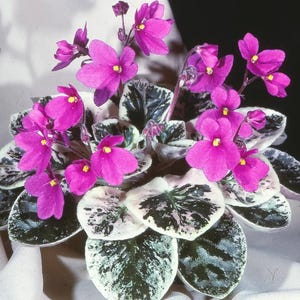 Precious lavender African violet starter plant (ALL Starter PLANTS require you to purchase 2 plants!)