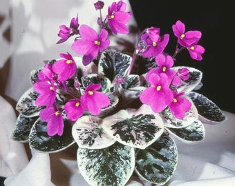 Robs Outer Orbit African Violet Starter Plant (ALL Starter PLANTS