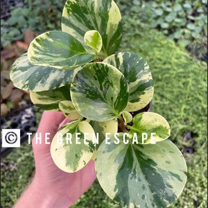 Marble variegated peperomia Starter Plant (ALL STARTER PLANTS require you to purchase 2 plants!)