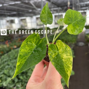 Yellow variegated alocasia gageana 2” pot (ALL PLANTS require you to purchase 2 plants!)