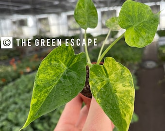 Yellow variegated alocasia gageana 2” pot (ALL PLANTS require you to purchase 2 plants!)