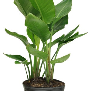 May include: A Bird of Paradise plant in a black plastic pot. The plant features large, vibrant green leaves that fan out from multiple stems. The pot is filled with dark soil, and the plant is set against a clean white background.