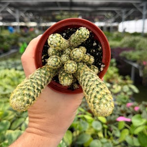 May include: A small, cylindrical cactus with numerous green stems covered in fine, pale yellow spines. The cactus is planted in a round, terracotta-colored plastic pot filled with dark potting soil, showing multiple offsets growing from the center.